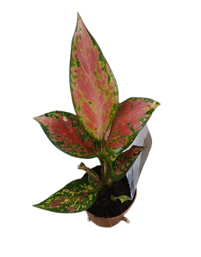 2" Aglaonema Red Angel